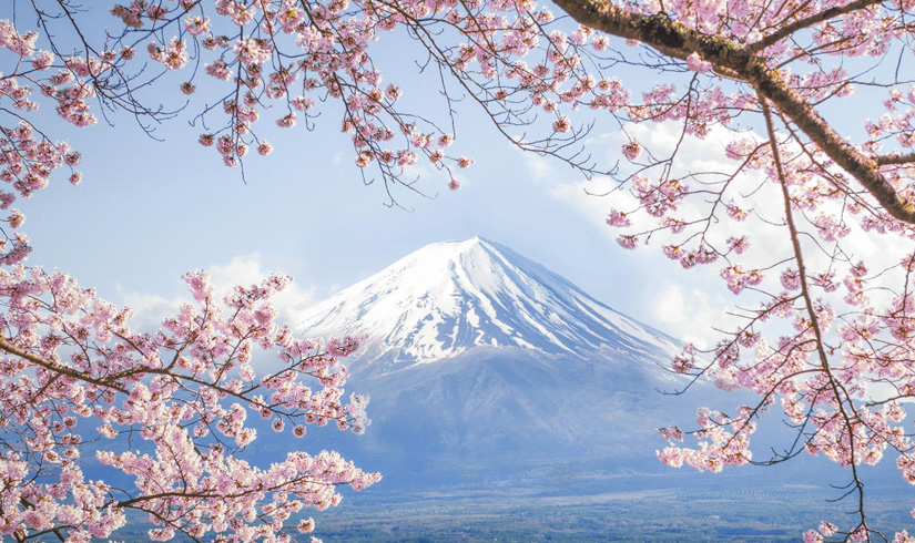 Cherry Blossom In Japan Tour Package